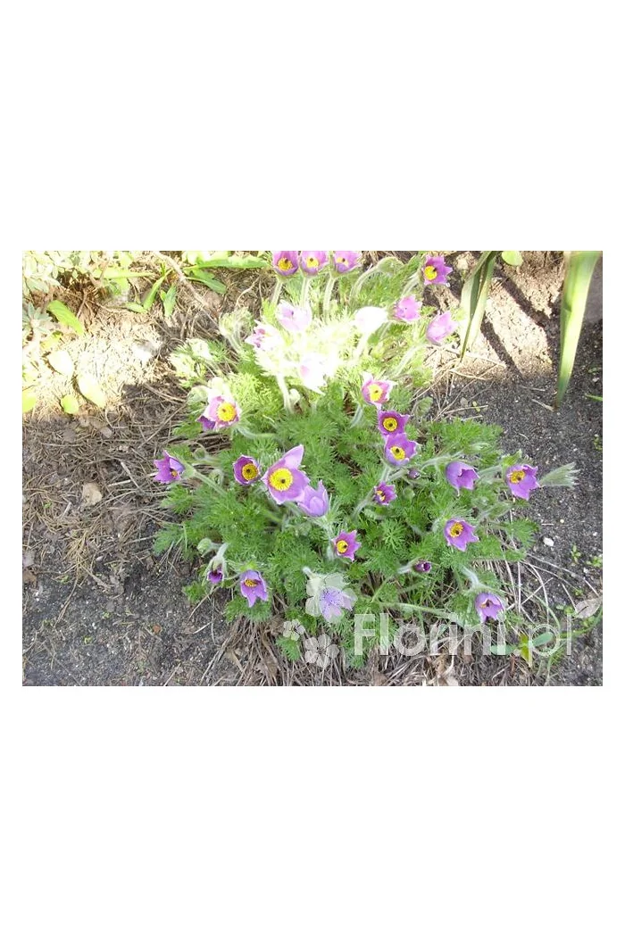 Sasanka niebieska Pulsatilla vulgaris