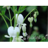 Serduszka okazała 'Alba' | Dicentra spectabilis