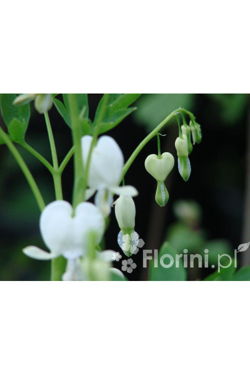 Serduszka okazała 'Alba' | Dicentra spectabilis