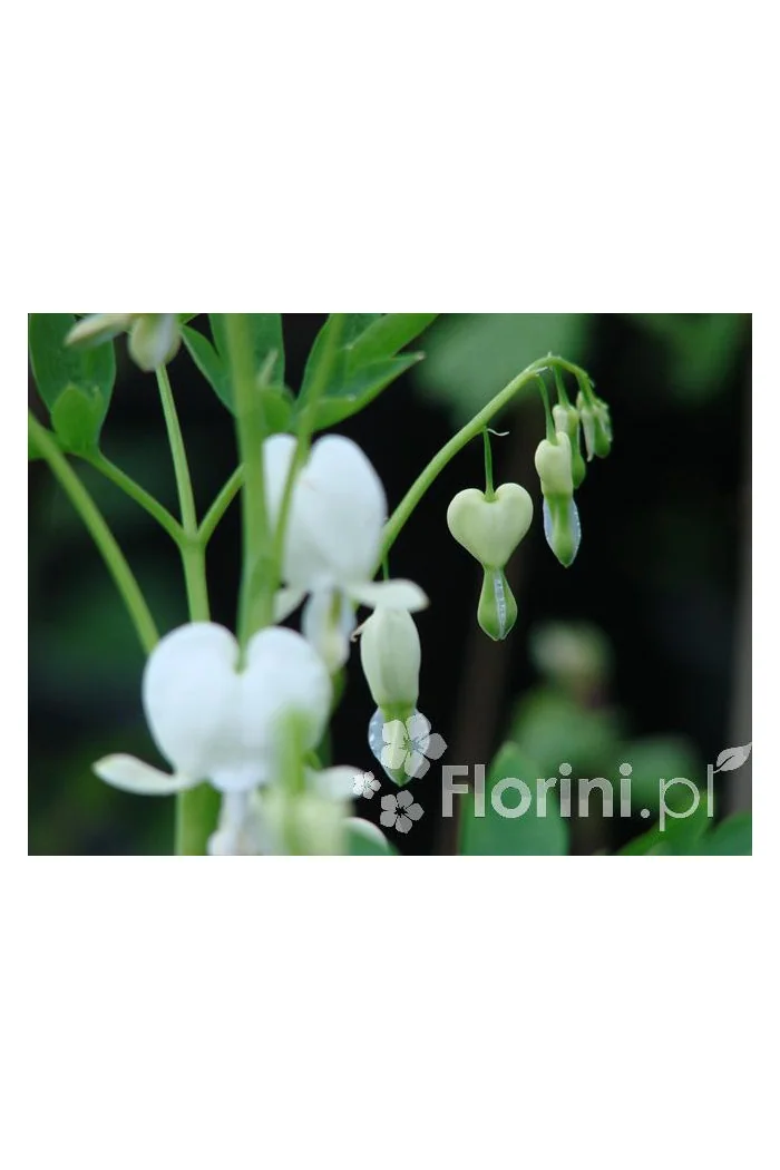 Serduszka okazała 'Alba' | Dicentra spectabilis