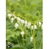Serduszka okazała 'Alba' | Dicentra spectabilis