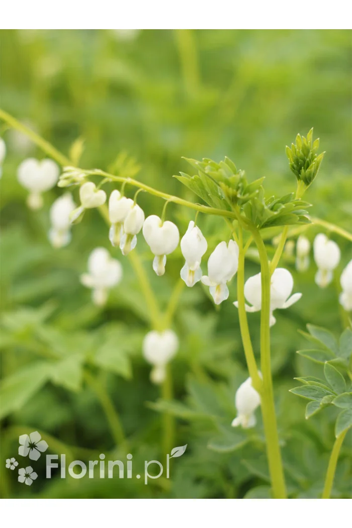 Serduszka okazała 'Alba' | Dicentra spectabilis