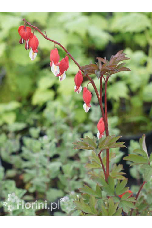 serduszka, serduszka valentine, dicentra valentine