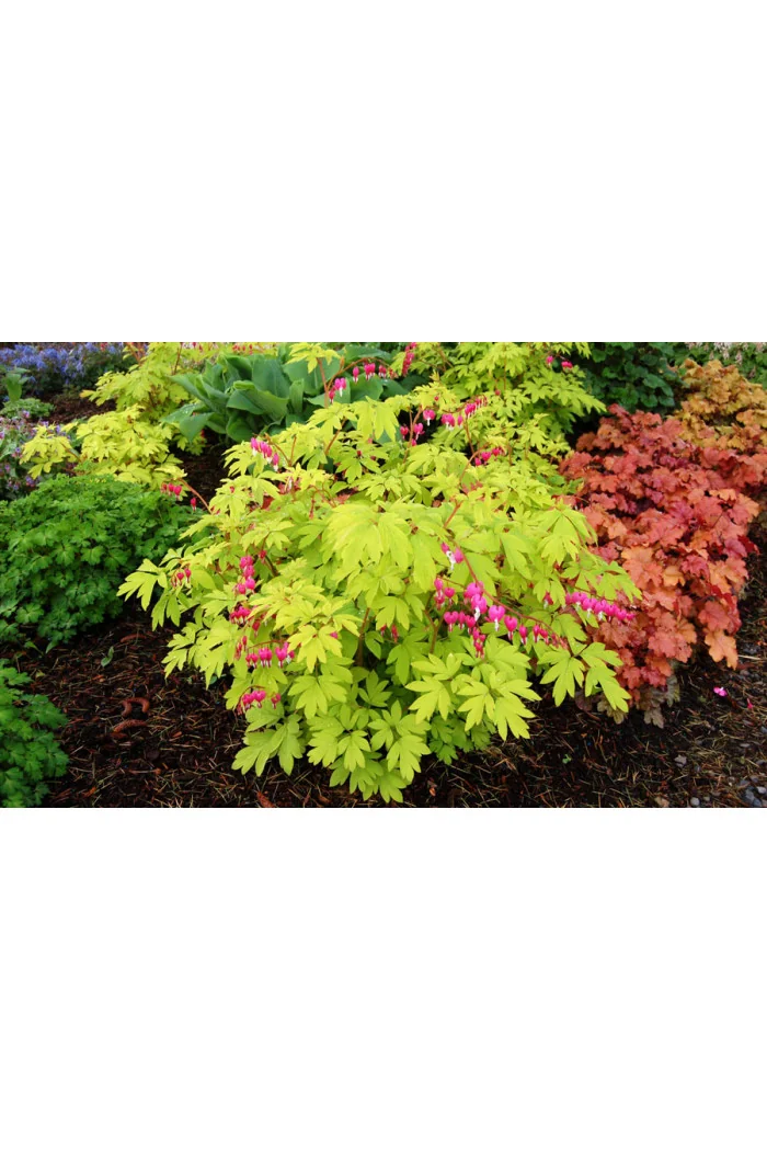 Serduszka okazała 'Gold Heart' | Dicentra spectabilis