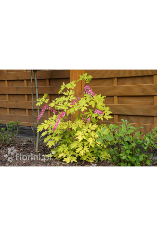 Serduszka okazała 'Gold Heart' | Dicentra spectabilis