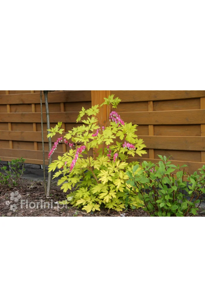 Serduszka okazała 'Gold Heart' | Dicentra spectabilis