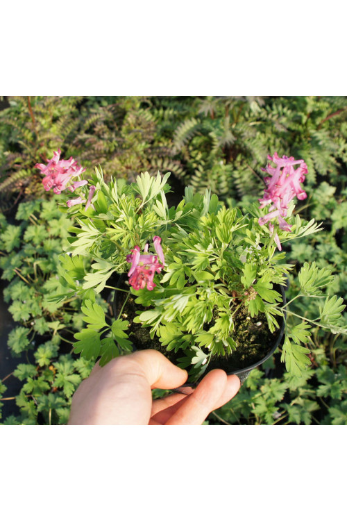 Kokorycz buschii Corydalis buschii