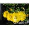 Słonecznica wysokogórska (żółta) | Delosperma congestum