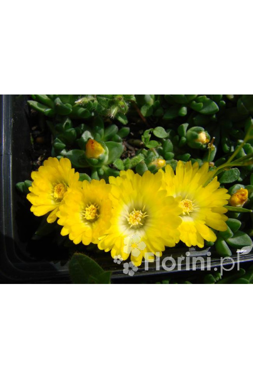 Słonecznica wysokogórska (żółta) | Delosperma congestum