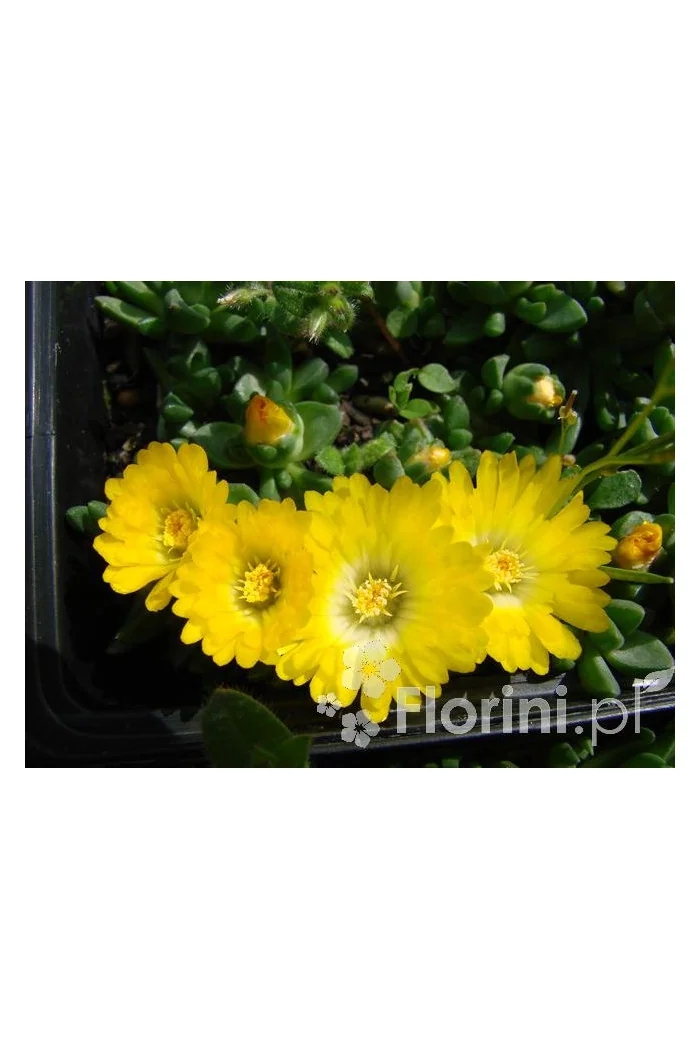 Słonecznica wysokogórska (żółta) | Delosperma congestum