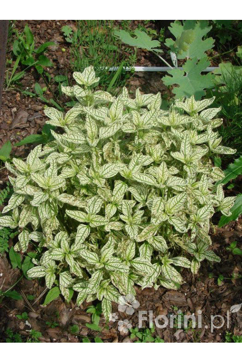 Słoneczniczek szorstki 'Loraine Sunshine' Heliopsis helianthoides