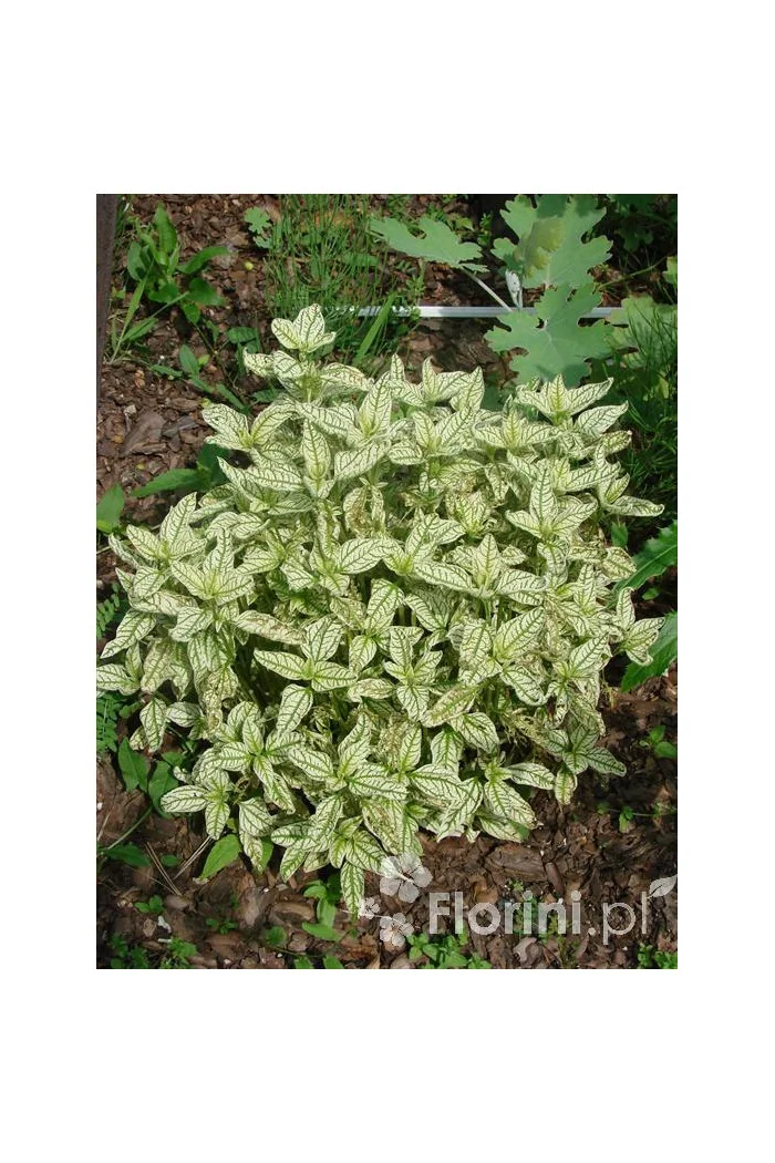 Słoneczniczek szorstki 'Loraine Sunshine' Heliopsis helianthoides