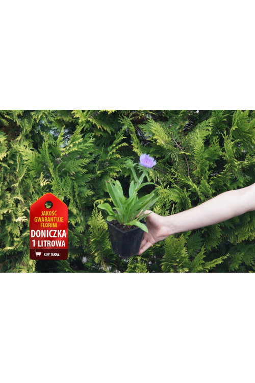 Stokezja gładka Stokesia laevis