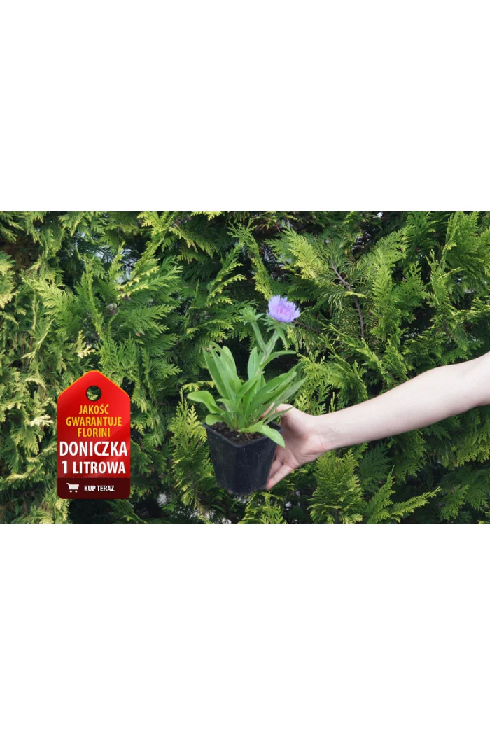 Stokezja gładka Stokesia laevis