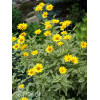 Słoneczniczek szorstki 'Loraine Sunshine' Heliopsis helianthoides