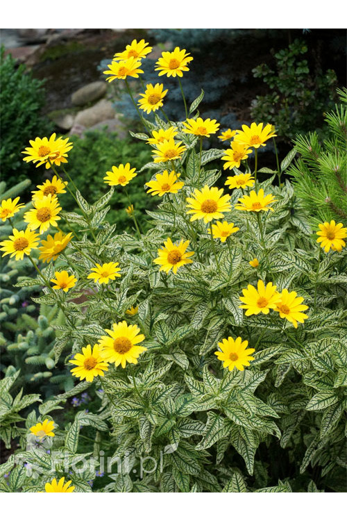 Słoneczniczek szorstki 'Loraine Sunshine' Heliopsis helianthoides