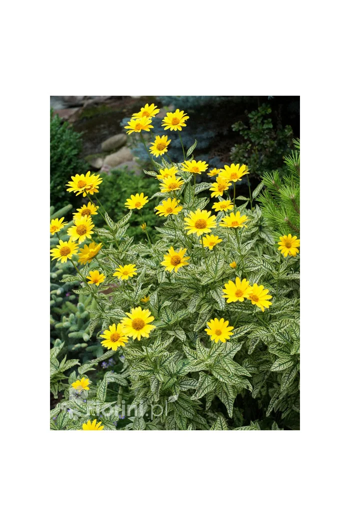 Słoneczniczek szorstki 'Loraine Sunshine' Heliopsis helianthoides