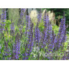 Szałwia omszona 'Mainacht' | Salvia nemorosa