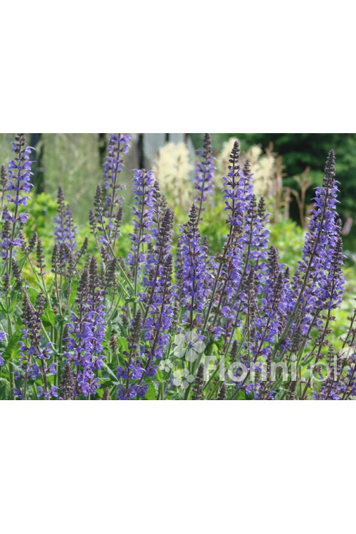 Szałwia omszona 'Mainacht' | Salvia nemorosa