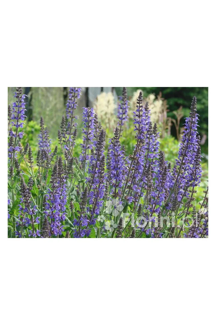 Szałwia omszona 'Mainacht' | Salvia nemorosa