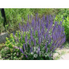 Szałwia omszona 'Mainacht' | Salvia nemorosa