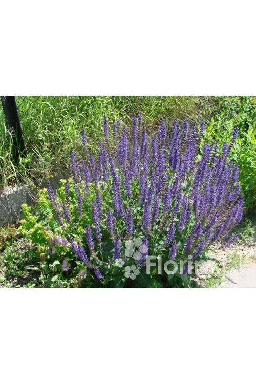 Szałwia omszona 'Mainacht' | Salvia nemorosa