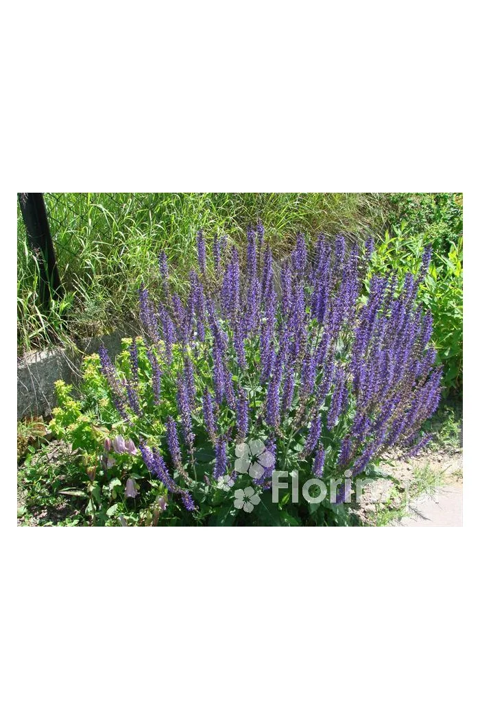 Szałwia omszona 'Mainacht' | Salvia nemorosa