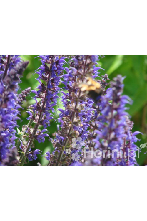 Szałwia omszona 'Mainacht' | Salvia nemorosa