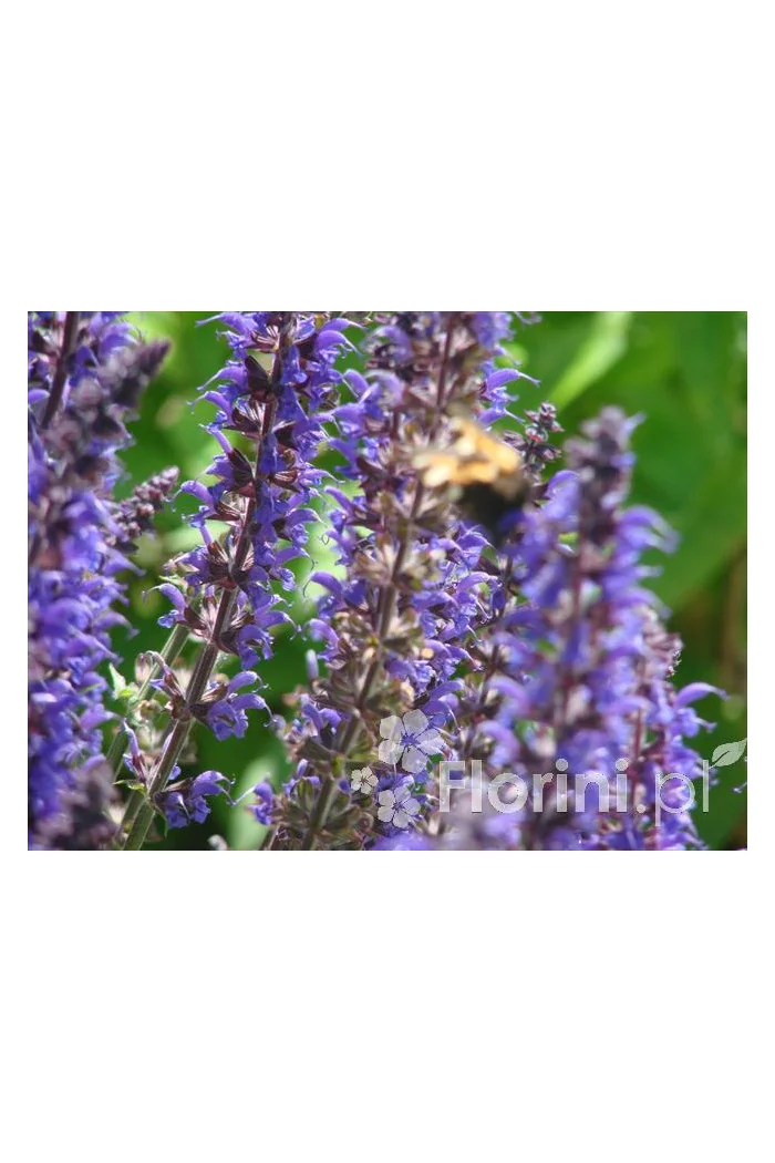 Szałwia omszona 'Mainacht' | Salvia nemorosa