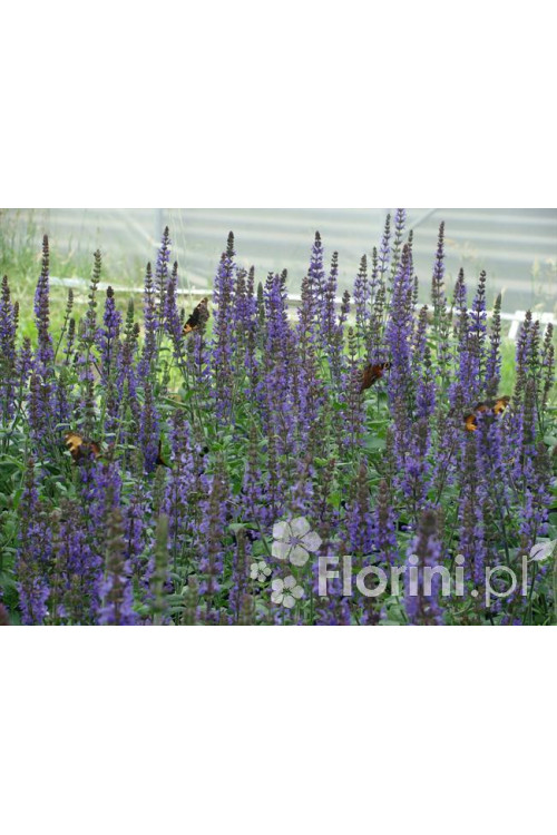 Szałwia omszona 'Merleau Blue' Salvia x superba