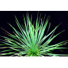Juka Sapphire Skies Yucca rostrata