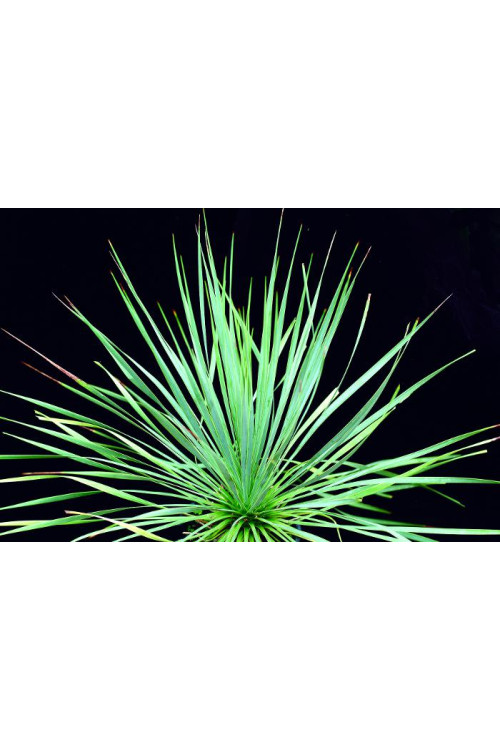 Juka Sapphire Skies Yucca rostrata
