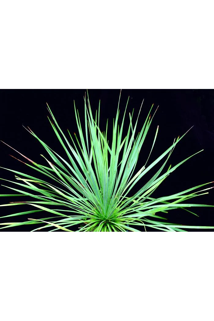 Juka Sapphire Skies Yucca rostrata