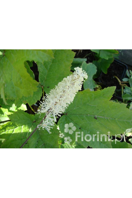 Świecznica sercolistna | Cimicifuga racemosa var. cordifolia