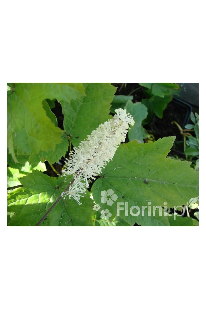 Świecznica sercolistna | Cimicifuga racemosa var. cordifolia