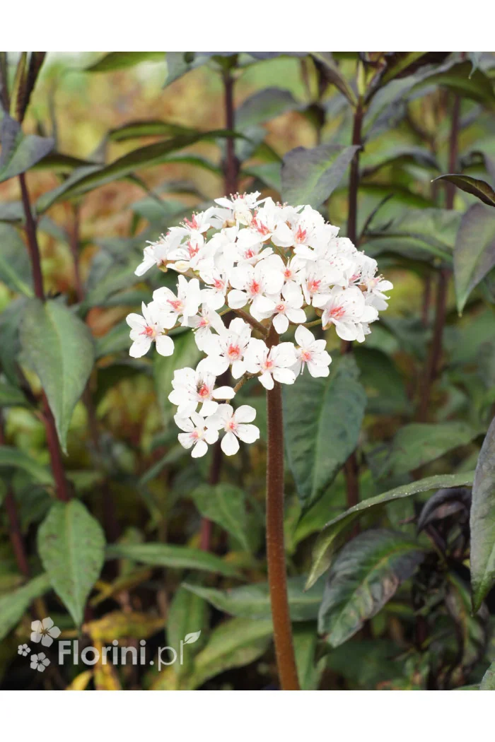 Tarczownica | Peltiphyllum peltatum