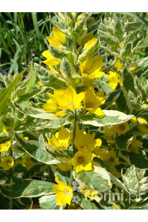 tojeść, tojeść Alexander, Lysimachia