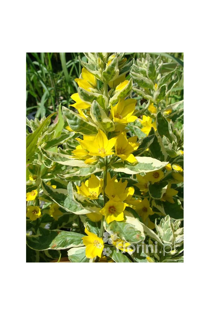 tojeść, tojeść Alexander, Lysimachia