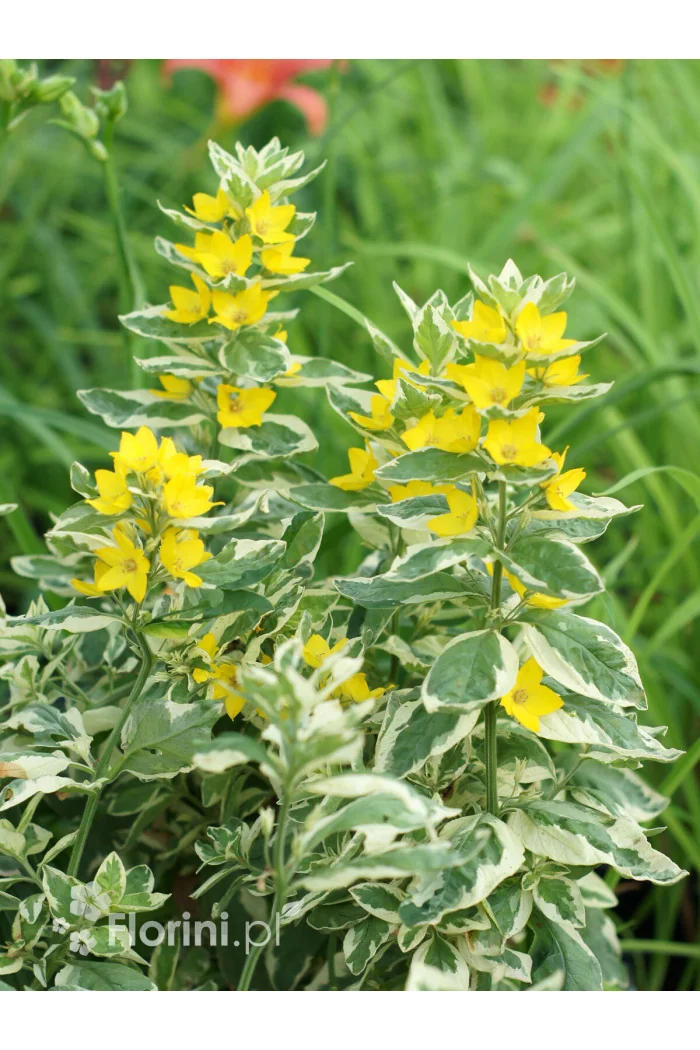 tojeść, tojeść Alexander, Lysimachia