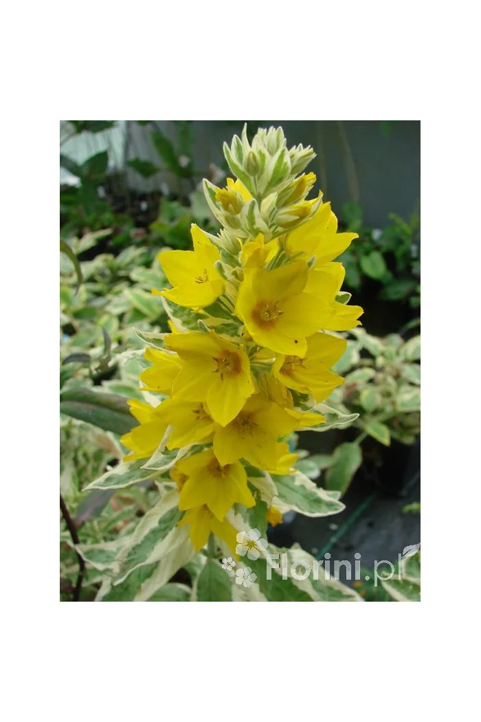 tojeść, tojeść Alexander, Lysimachia