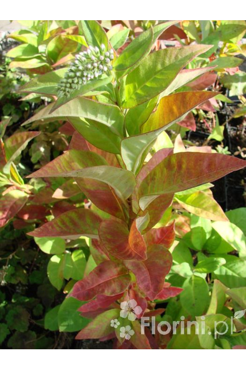 Tojeść orszelinowata Lysimachia clethroides