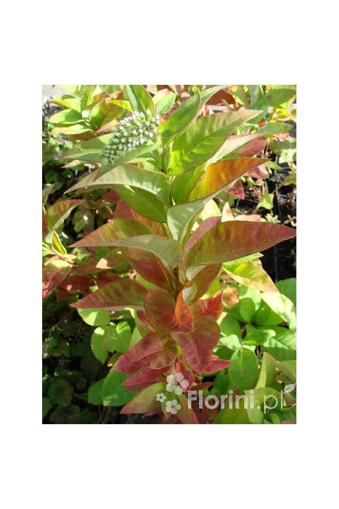 Tojeść orszelinowata Lysimachia clethroides