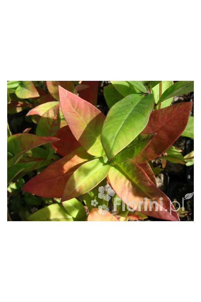 Tojeść orszelinowata Lysimachia clethroides