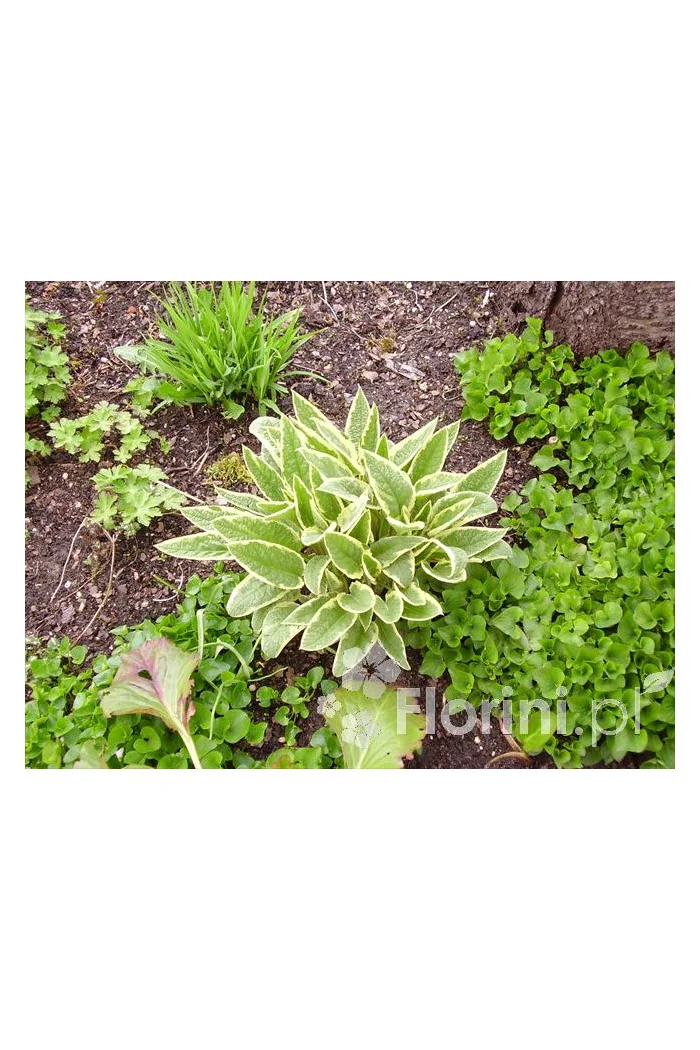 trędownik, Scrophularia