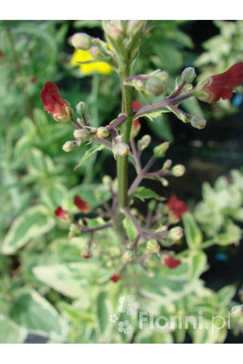 trędownik, Scrophularia