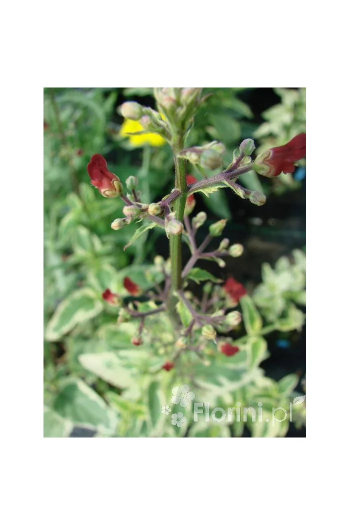 trędownik, Scrophularia