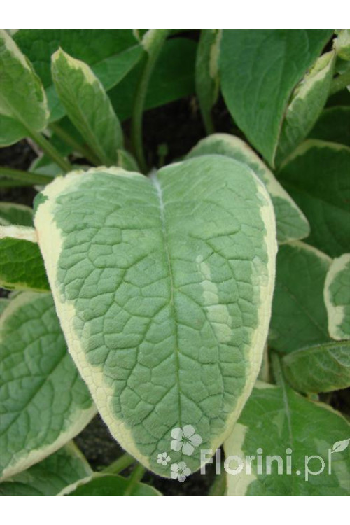 trędownik, Scrophularia