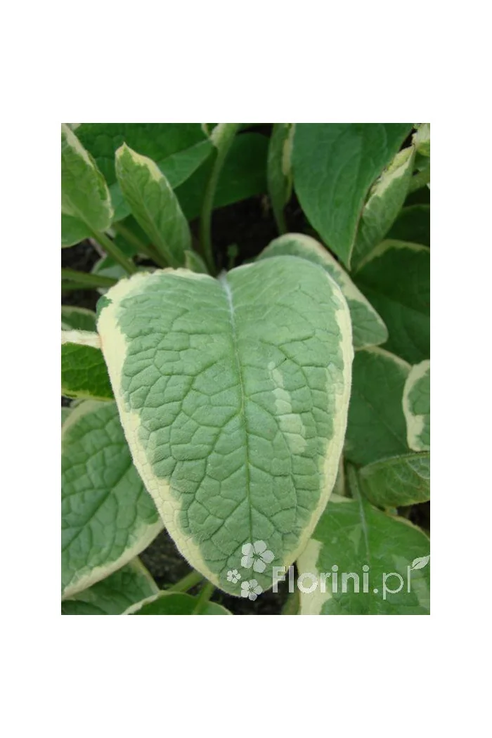 trędownik, Scrophularia