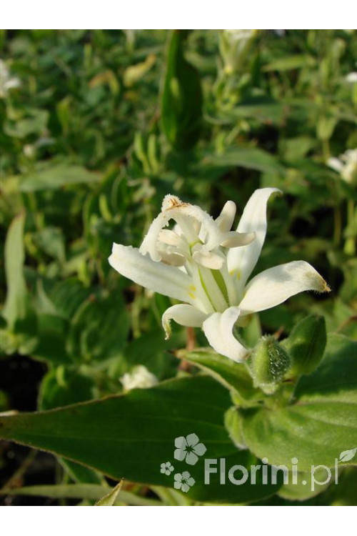 trójsklepka, trójsklepka Alba, Tricyrtis