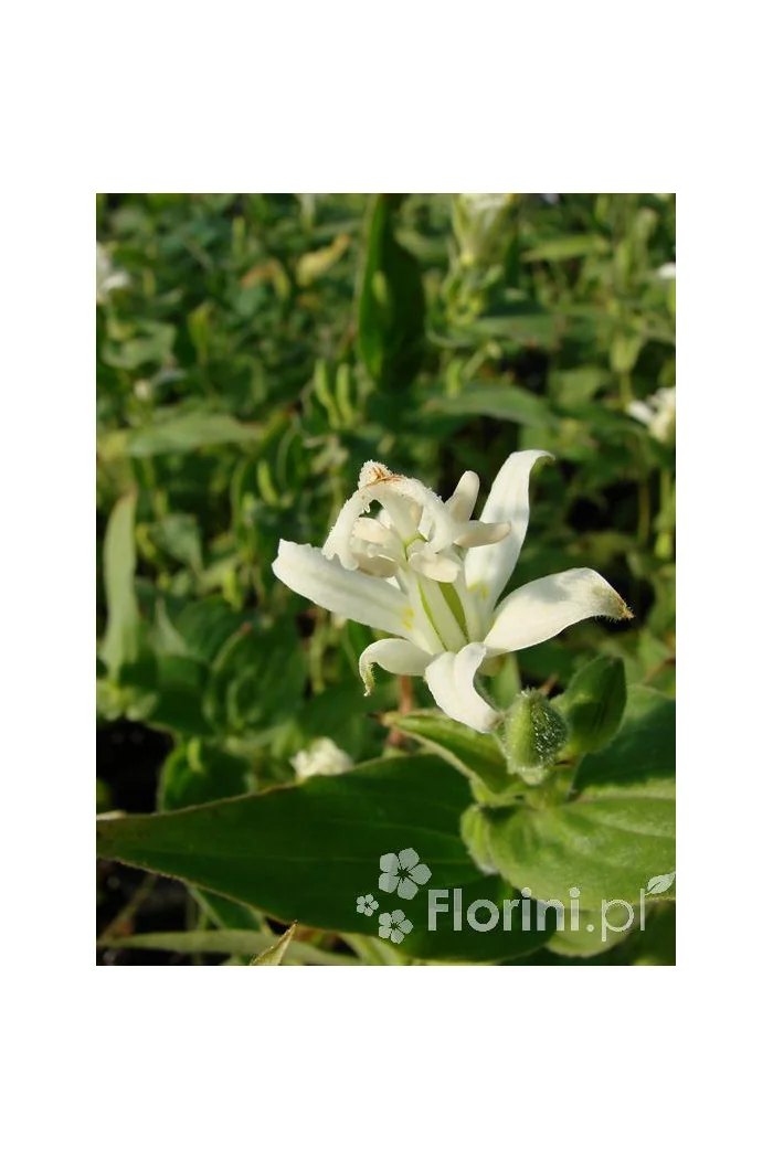 trójsklepka, trójsklepka Alba, Tricyrtis